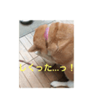 MoMo_Iimori（個別スタンプ：1）
