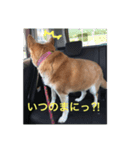 MoMo_Iimori（個別スタンプ：5）