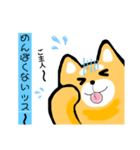 柴犬のワンさん。（個別スタンプ：15）