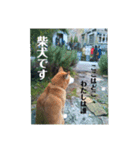 コロとハイジ 4（個別スタンプ：1）