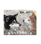 コロとハイジ 4（個別スタンプ：3）