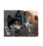 コロとハイジ 4（個別スタンプ：4）