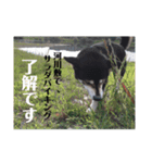 コロとハイジ 4（個別スタンプ：6）