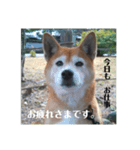 コロとハイジ 4（個別スタンプ：7）