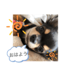 i am Leo 2018.11.27（個別スタンプ：1）