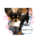i am Leo 2018.11.27（個別スタンプ：3）