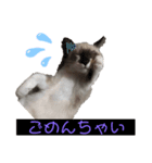 猫ちゃんno life（個別スタンプ：5）