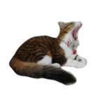 Anzu Cat Stamp 1（個別スタンプ：4）