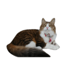 Anzu Cat Stamp 1（個別スタンプ：5）