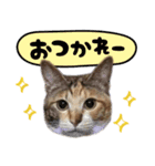 みけねこの小町 vol.1 日常編（個別スタンプ：1）