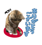 みけねこの小町 vol.1 日常編（個別スタンプ：2）