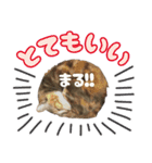 みけねこの小町 vol.1 日常編（個別スタンプ：3）