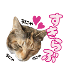 みけねこの小町 vol.1 日常編（個別スタンプ：4）