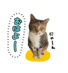 みけねこの小町 vol.1 日常編（個別スタンプ：5）