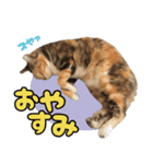 みけねこの小町 vol.1 日常編（個別スタンプ：6）
