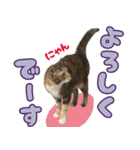 みけねこの小町 vol.1 日常編（個別スタンプ：7）