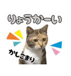 みけねこの小町 vol.1 日常編（個別スタンプ：8）