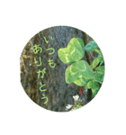お礼の四つ葉（個別スタンプ：31）