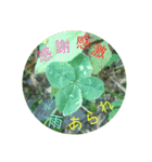 お礼の四つ葉（個別スタンプ：32）