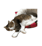 Anzu Cat Stamp 2（個別スタンプ：2）