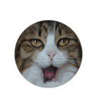 Anzu Cat Stamp 2（個別スタンプ：4）