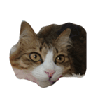 Anzu Cat Stamp 2（個別スタンプ：5）