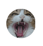 Anzu Cat Stamp 2（個別スタンプ：8）