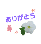 お花  あいさつ（個別スタンプ：2）