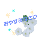 お花  あいさつ（個別スタンプ：7）
