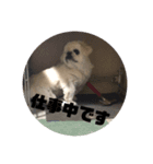 ブチャ可愛い（個別スタンプ：1）