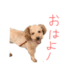 ココアとミルク（個別スタンプ：3）