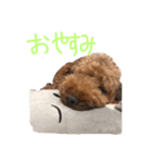 ココアとミルク（個別スタンプ：4）