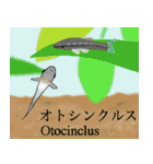 いろんな種類の熱帯魚・淡水魚（個別スタンプ：3）