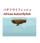 いろんな種類の熱帯魚・淡水魚（個別スタンプ：14）