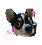 犬のスタンプ2dog stamp（個別スタンプ：3）