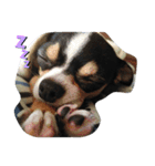 犬のスタンプ2dog stamp（個別スタンプ：4）