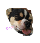 犬のスタンプ2dog stamp（個別スタンプ：5）