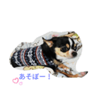 犬のスタンプ2dog stamp（個別スタンプ：6）