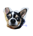犬のスタンプ2dog stamp（個別スタンプ：7）