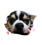 犬のスタンプ2dog stamp（個別スタンプ：8）