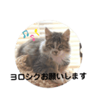 陸とにぃに（個別スタンプ：2）