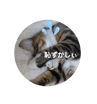 陸とにぃに（個別スタンプ：5）