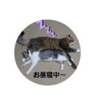 陸とにぃに（個別スタンプ：8）