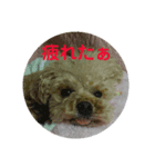 チビぷうの潮雄（個別スタンプ：6）