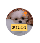マロと愉快な仲間（個別スタンプ：1）