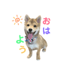 豆柴福ちゃん（個別スタンプ：1）