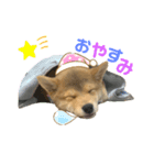 豆柴福ちゃん（個別スタンプ：2）
