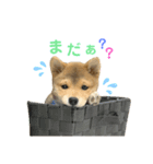 豆柴福ちゃん（個別スタンプ：6）