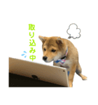 豆柴福ちゃん（個別スタンプ：7）