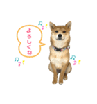 豆柴福ちゃん（個別スタンプ：8）